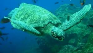 Descubre la Maravilla Natural y Cultural de Ecuador: Galápagos y Quito